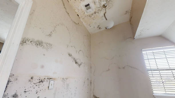 Best Water Damage & Mold Remediation  in Eielson Af, AK