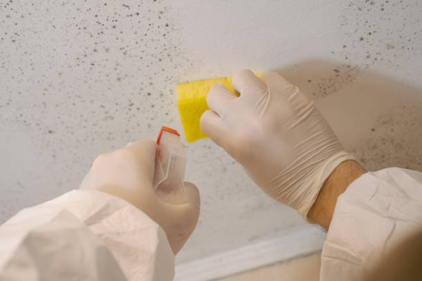 Best Mold Removal for HVAC Installations  in Eielson Af, AK